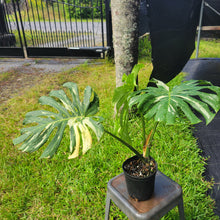 Load image into Gallery viewer, Monstera Thai Constellation, Exact Plant Variegated Ships Nationwide
