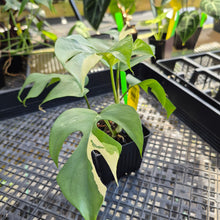 Load image into Gallery viewer, Rhaphidophora Tetrasperma Albo, Exact Plant Variegated Ships Nationwide
