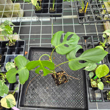 Load image into Gallery viewer, Monstera Sierrana Hawaii Clone, Exact Plant Ships Nationwide
