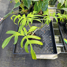 Load image into Gallery viewer, Philodendron Quercifolium, Exact Plant Ships Nationwide
