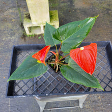 Load image into Gallery viewer, Anthurium Tropic Sunrise Bicolor Obake, Exact Plant Variegated Ships Nationwide
