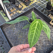 Load image into Gallery viewer, Anthurium Warocqueanum, Queen, Exact Plant Ships Nationwide
