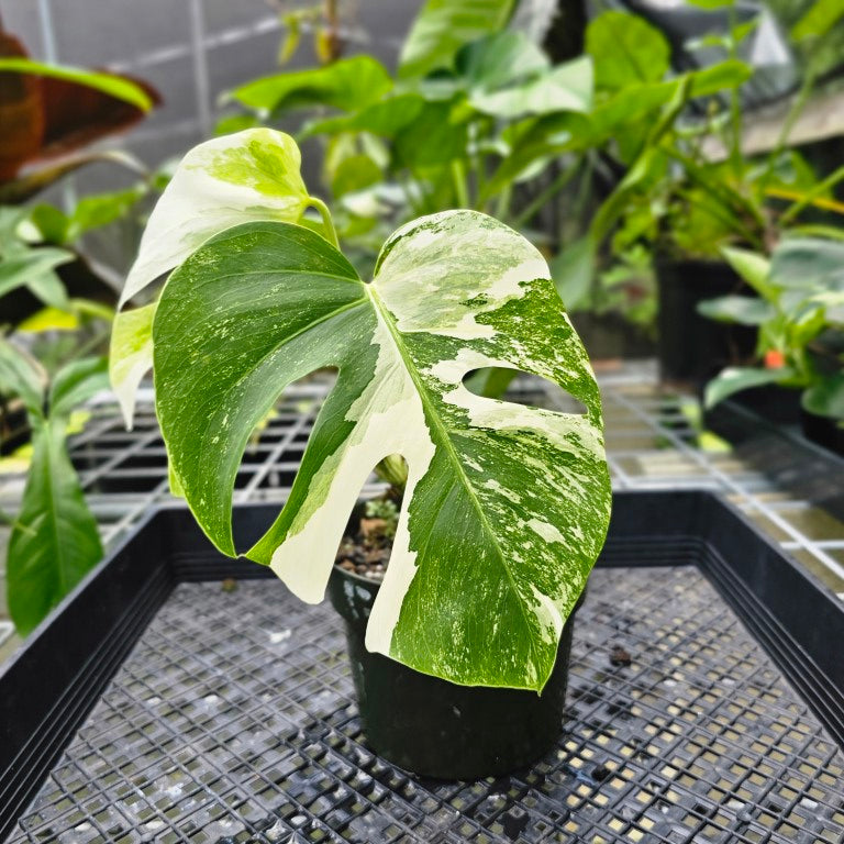 Monstera Borsigiana Albo Deliciosa, Exact Plant Variegated