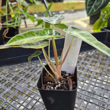 Load image into Gallery viewer, Alocasia Bambino, Exact Plant Variegated Ships Nationwide
