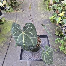 Load image into Gallery viewer, Anthurium NoID exact plant, Fedex 2day
