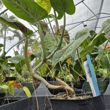 Load image into Gallery viewer, Philodendron Subhastatum, Exact Plant Variegated Ships Nationwide
