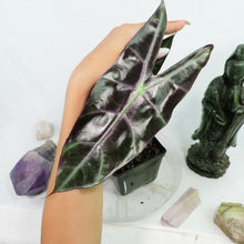 Load image into Gallery viewer, Alocasia Longiloba, Denudata 4" pot, Fedex 2day*
