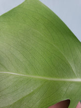 Load image into Gallery viewer, Deliciosa, Exact Plant, Monstera Borsigiana reverted
