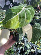 Load image into Gallery viewer, Philodendron Gloriosum variegated type 2, 4" pot, Fedex 2day*
