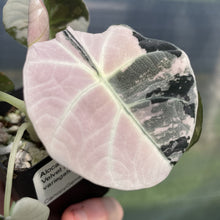 Load image into Gallery viewer, Alocasia Black Velvet Pink variegated exact plant, Fedex 2day*
