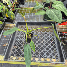 Load image into Gallery viewer, Philodendron Spiritus Sancti, Exact Plant Ships Nationwide
