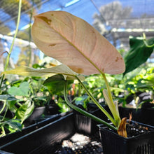 Load image into Gallery viewer, Philodendron Whipple Way, Exact Plant Variegated Ships Nationwide
