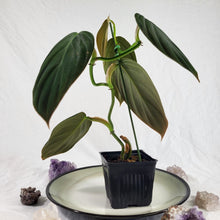 Load image into Gallery viewer, Philodendron Gigas, Exact Plant Ships Nationwide
