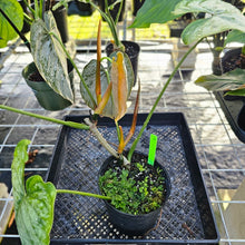 Load image into Gallery viewer, Philodendron Brandtianum, Exact Plant Mature form Ships Nationwide
