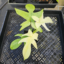 Load image into Gallery viewer, Philodendron Florida Ghost, Exact Plant Ships Nationwide
