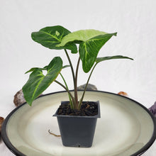 Load image into Gallery viewer, Syngonium Panda Variegated 2.5&quot; starter pot, ships nationwide
