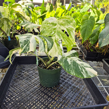 Load image into Gallery viewer, Monstera Borsigiana Albo Deliciosa, Exact Plant Variegated Ships Nationwide
