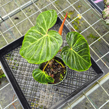 Load image into Gallery viewer, Philodendron Verrucosum Amazon Sunset, Exact Plant
