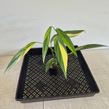 Load image into Gallery viewer, Epipremnum Amplissimum Variegated exact plant, Fedex 2day*

