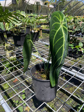 Load image into Gallery viewer, Anthurium Warocqueanum, Queen exact plant, Fedex 2day*
