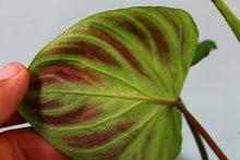 Load image into Gallery viewer, Philodendron Verrucosum, Exact Plant
