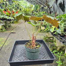 Load image into Gallery viewer, Philodendron Corsinianum exact plant, Fedex 2day*
