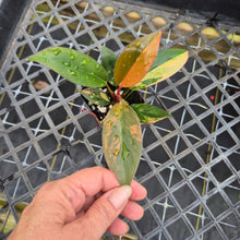 Load image into Gallery viewer, Philodendron Red Congo, Exact Plant Variegated Ships Nationwide
