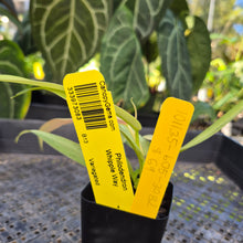 Load image into Gallery viewer, Philodendron Whipple Way, Exact Plant Variegated Ships Nationwide
