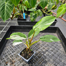 Load image into Gallery viewer, Philodendron White Princess, Exact Plant Variegated Ships Nationwide
