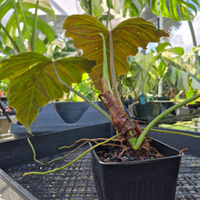 Load image into Gallery viewer, Philodendron Corsinianum, Exact Plant Ships Nationwide
