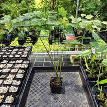 Load image into Gallery viewer, Alocasia Macrorrhiza Shock Treatment Variegated exact plant, Fedex 2day*
