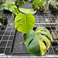 Load image into Gallery viewer, Monstera Borsigiana Aurea, Exact Plant Variegated Ships Nationwide
