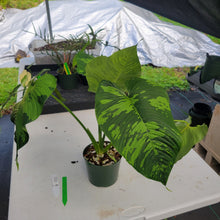 Load image into Gallery viewer, Homalomena Schismatoglottis Neoguineensis, Exact Plant Ships Nationwide

