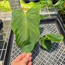 Load image into Gallery viewer, Anthurium Warocqueanum x Noid exact plant, Fedex 2day*
