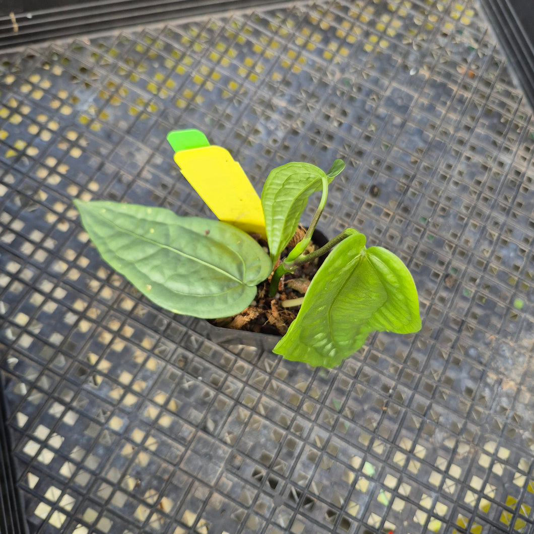 Anthurium Sp. Limon, Exact Plant Ships Nationwide
