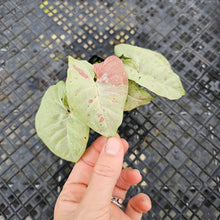Load image into Gallery viewer, Syngonium Milk Confetti Variegated 2.5" pot, Fedex 2day*
