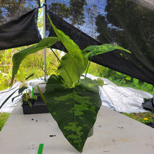 Load image into Gallery viewer, Homalomena Schismatoglottis Neoguineensis, Exact Plant Ships Nationwide
