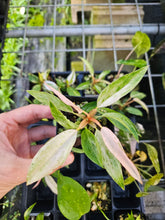 Load image into Gallery viewer, Philodendron Strawberry Caramel Marble Variegated 2.5" pot Fedex 2day*
