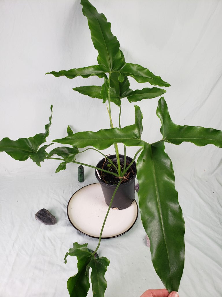 Marijke, Exact Plant, Thaumatophyllum, Philodendron