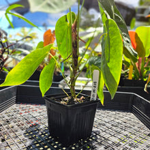 Load image into Gallery viewer, Anthurium Angamarcanum , Exact Plant
