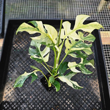 Load image into Gallery viewer, Rhaphidophora Tetrasperma White Monster, Exact Plant Variegated Ships Nationwide
