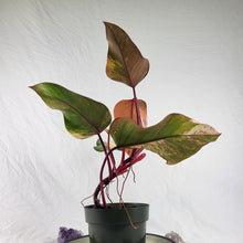 Load image into Gallery viewer, Philodendron Strawberry Shake, Exact Plant Variegated
