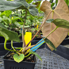 Load image into Gallery viewer, Anthurium Ace Of Spades X Papillilaminum, Exact Plant Ships Nationwide
