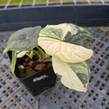 Load image into Gallery viewer, Alocasia Melo Albo variegated exact plant, Fedex 2day*
