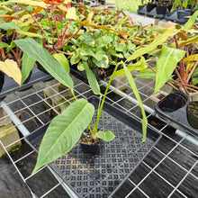 Load image into Gallery viewer, Anthurium Spectabile, Exact Plant Ships Nationwide
