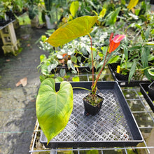 Load image into Gallery viewer, Anthurium Red Beauty, Exact Plant
