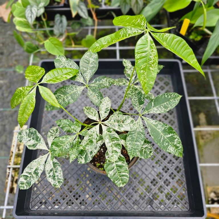 Pachira Aquatica Money Tree, Exact Plant Variegated