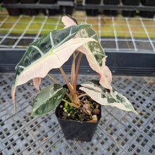 Load image into Gallery viewer, Alocasia Polly Snowflake Pink variegated exact plant, Fedex 2day*
