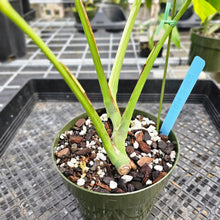 Load image into Gallery viewer, Monstera Borsigiana Aurea, Exact Plant Variegated Ships Nationwide
