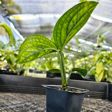 Load image into Gallery viewer, Monstera Peru &quot;Karstenianum&quot;, Exact Plant Variegated Ships Nationwide
